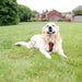 Leisurewize Dog Ground Anchor Screw Peg with 4m Tether Lead - lifestyle image, showing a golden retriever dog lying on a green grassy lawn wearing a red harness, with a metal leash attachment attached to its collar. The background shows a blurred suburban backyard with trees, houses, and a fence.